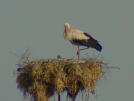 Hvid stork på rede
